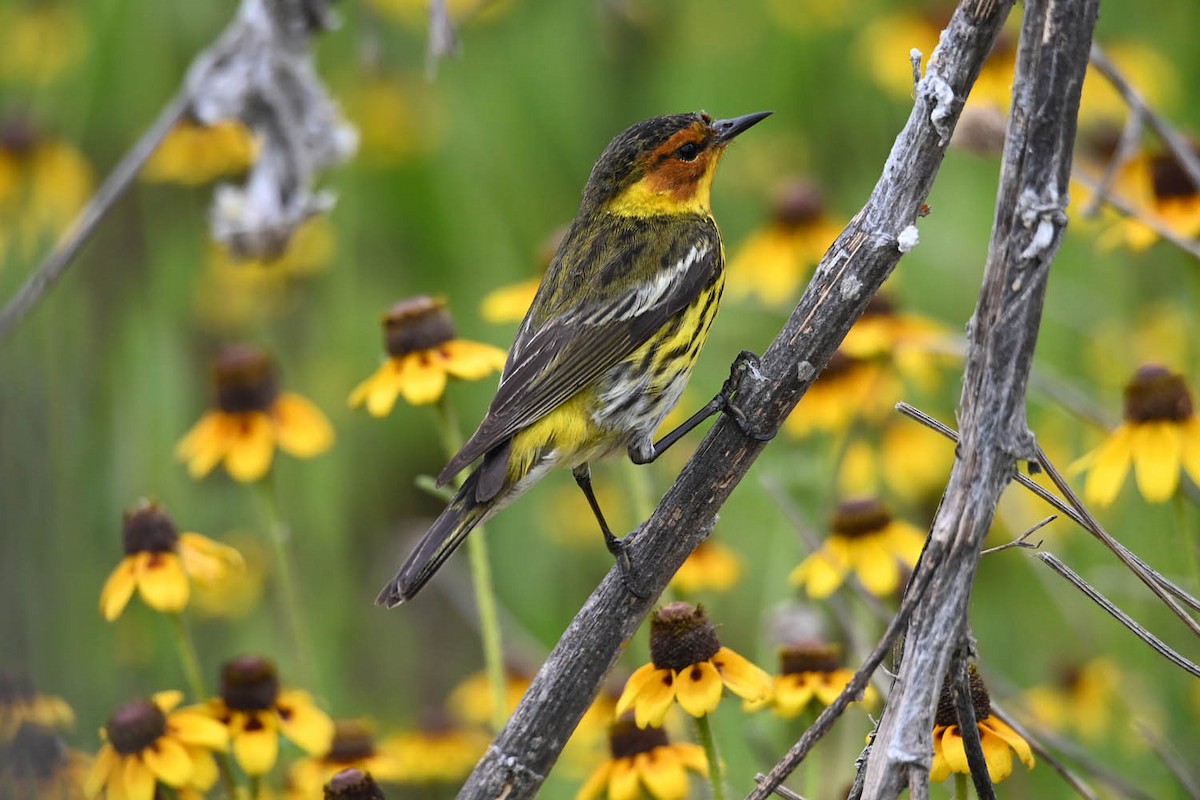Cape May Warbler - ML619597631