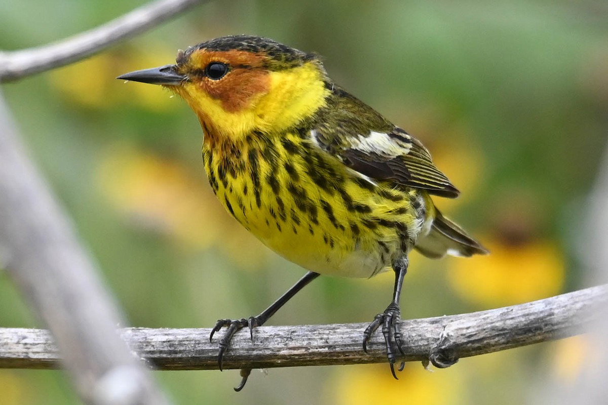 Cape May Warbler - ML619597632