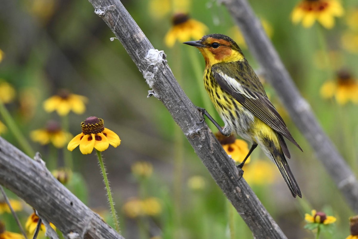 Cape May Warbler - ML619597633