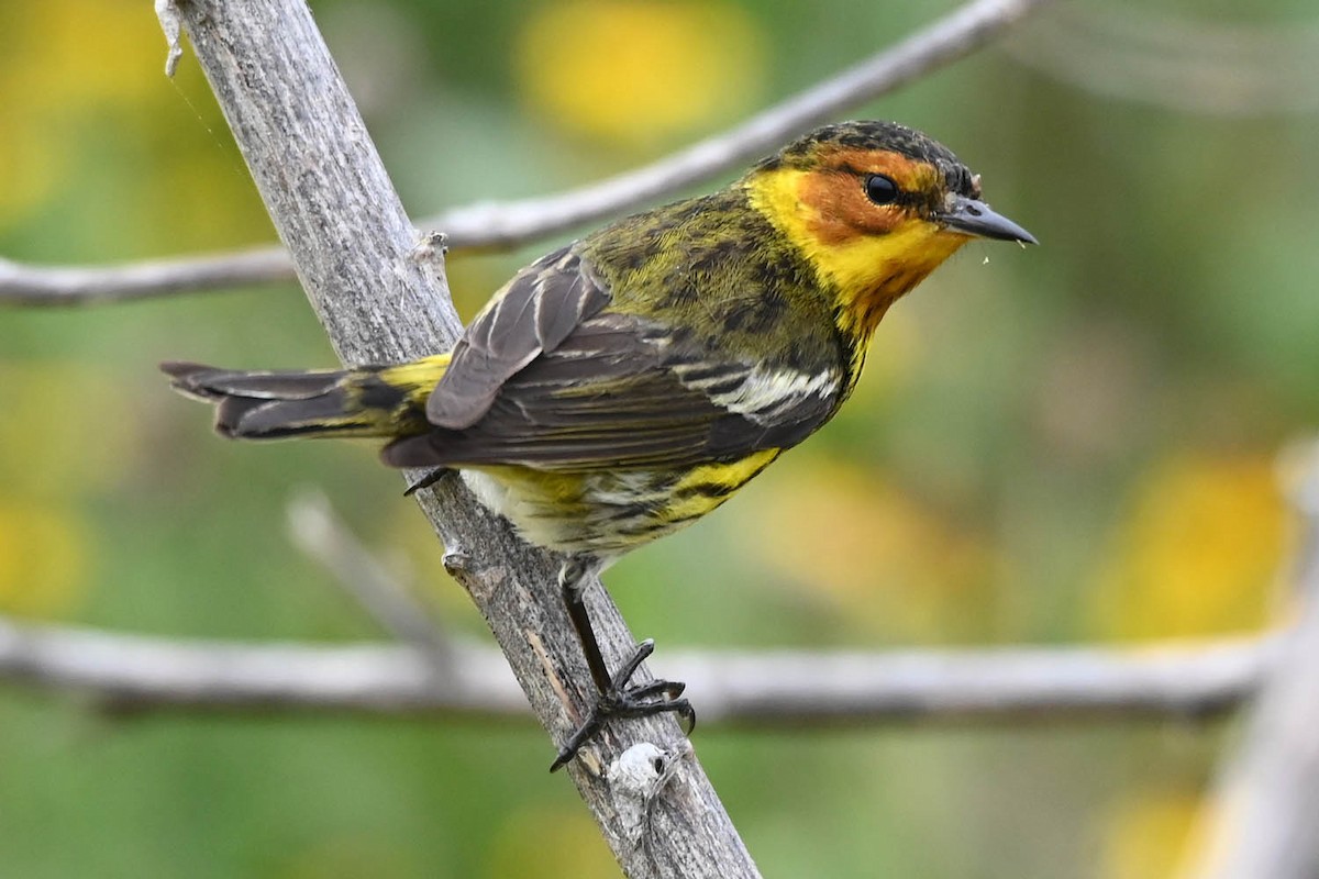 Cape May Warbler - ML619597634