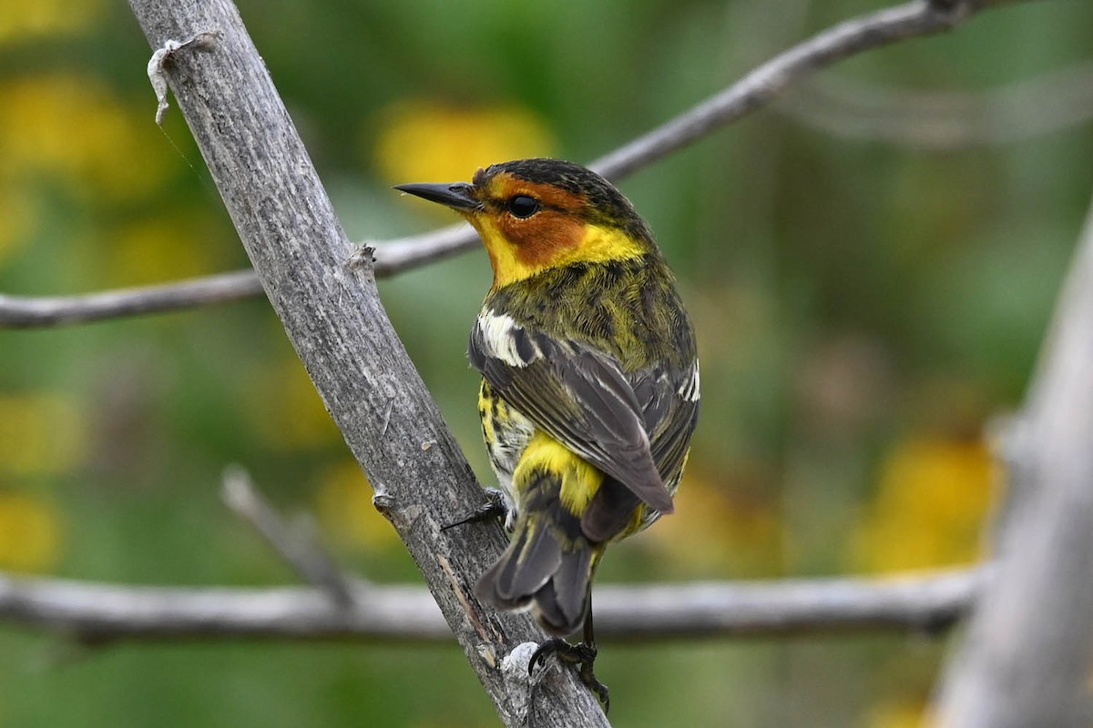 Cape May Warbler - ML619597635