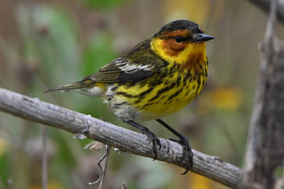 Cape May Warbler - ML619597636