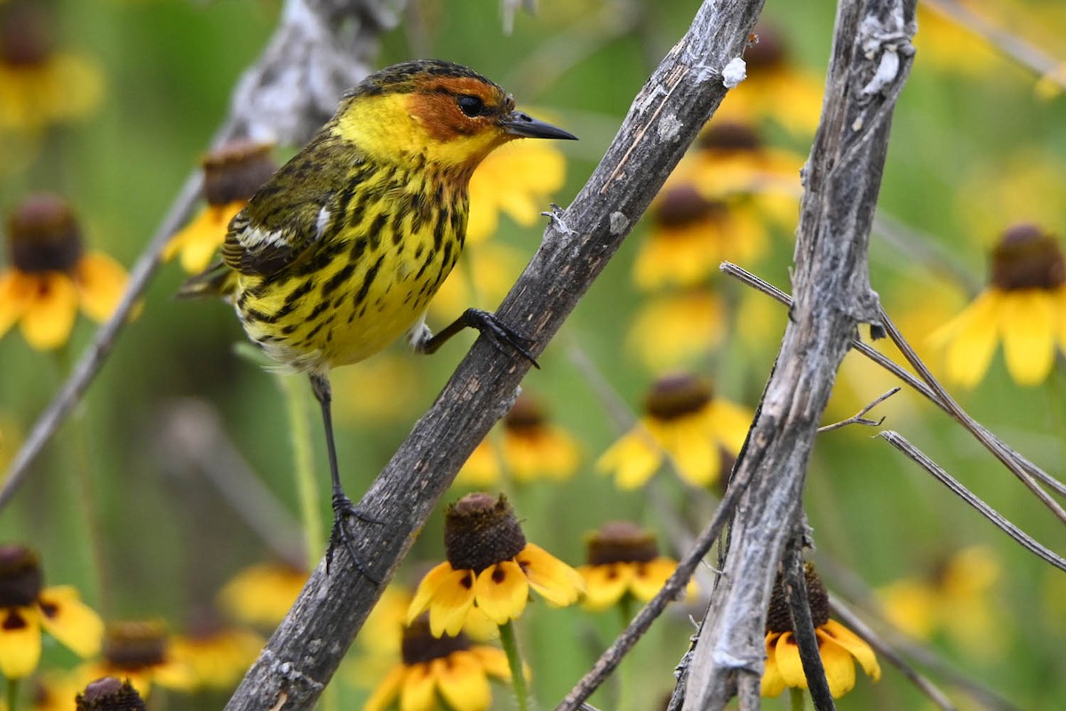 Cape May Warbler - ML619597637