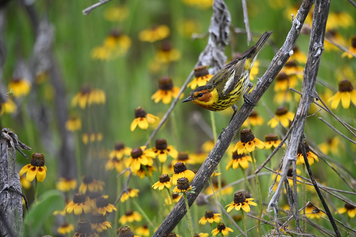 Cape May Warbler - ML619597638