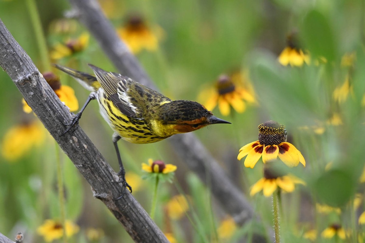 Cape May Warbler - ML619597639