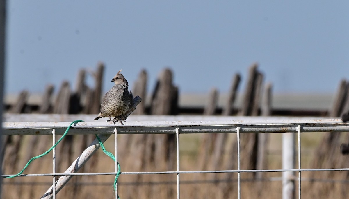 Scaled Quail - Glenda Boyer-Herron