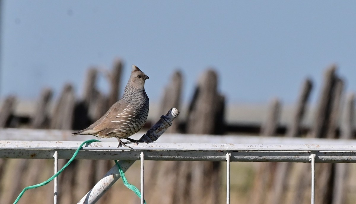 Scaled Quail - Glenda Boyer-Herron