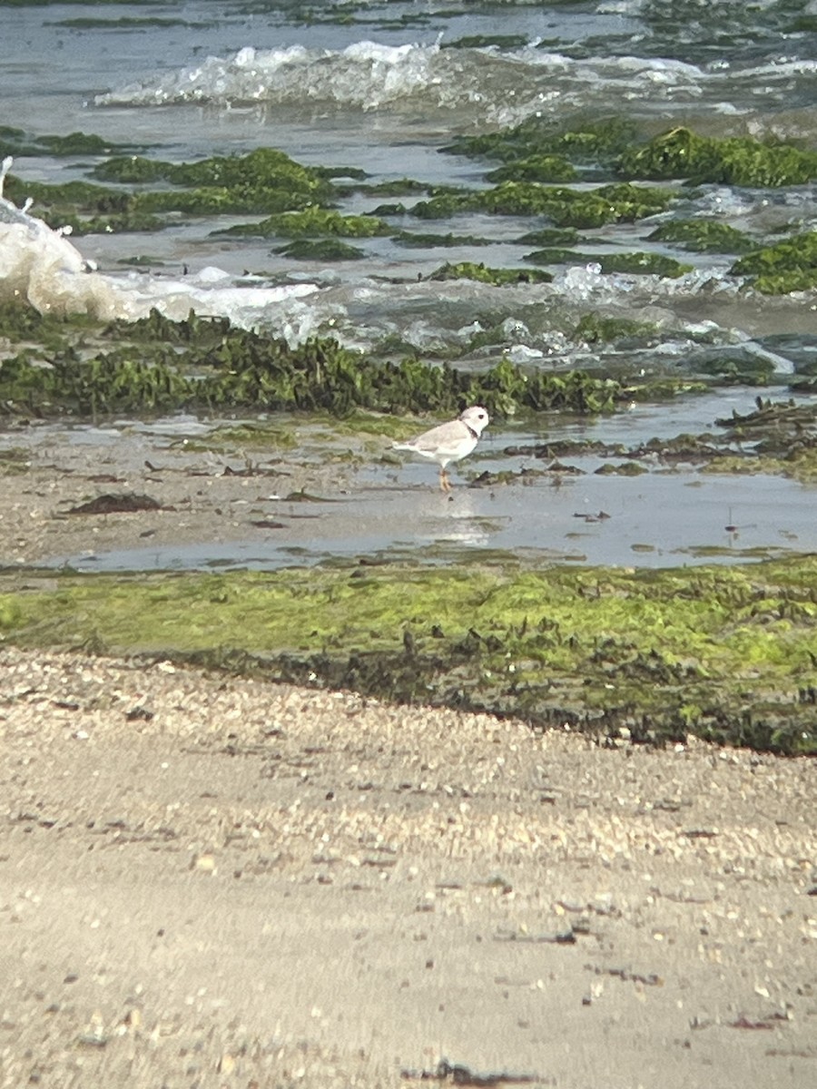 Piping Plover - ML619597645