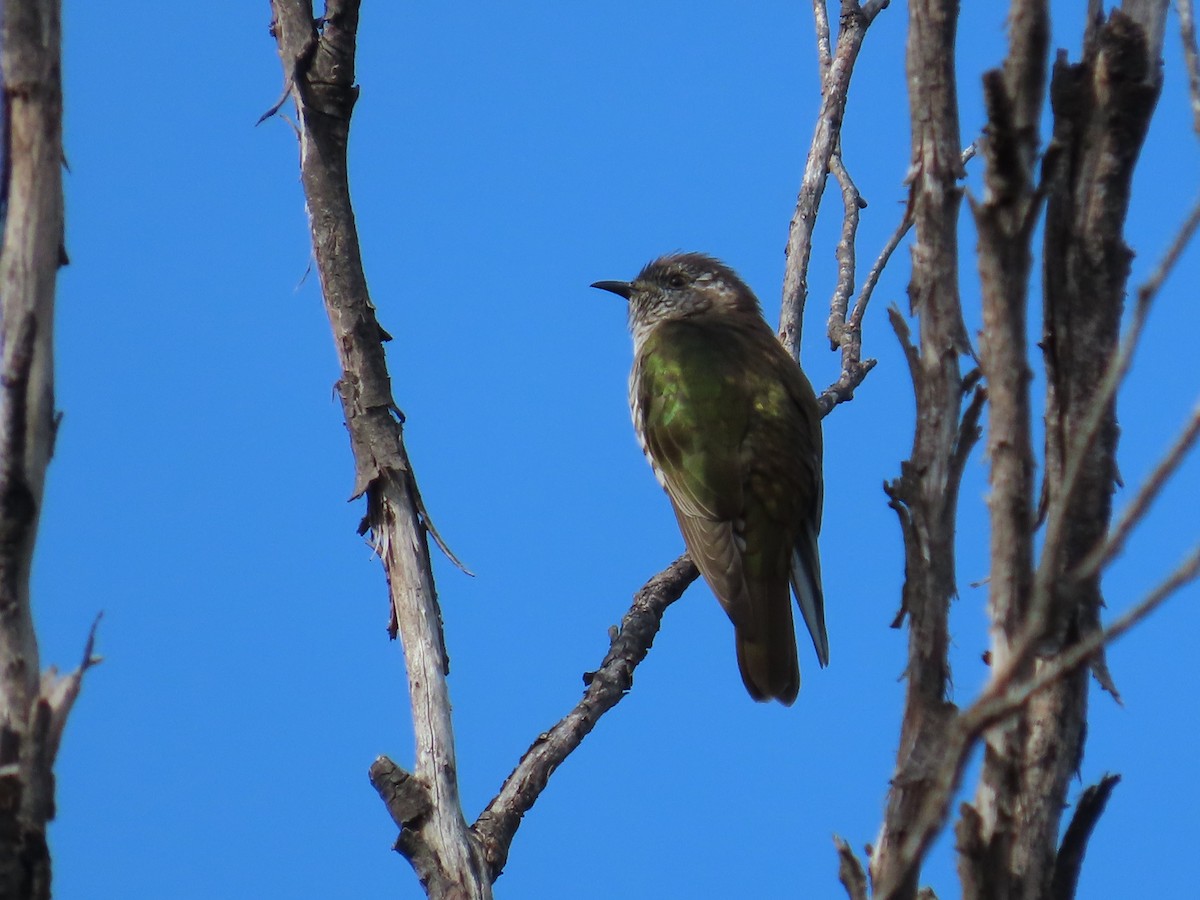 Shining Bronze-Cuckoo - Stuart Ling