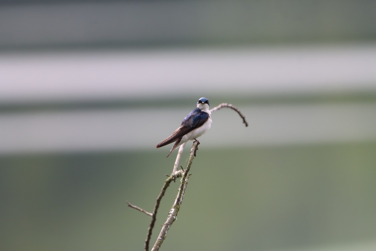 Tree Swallow - Jo VerMulm