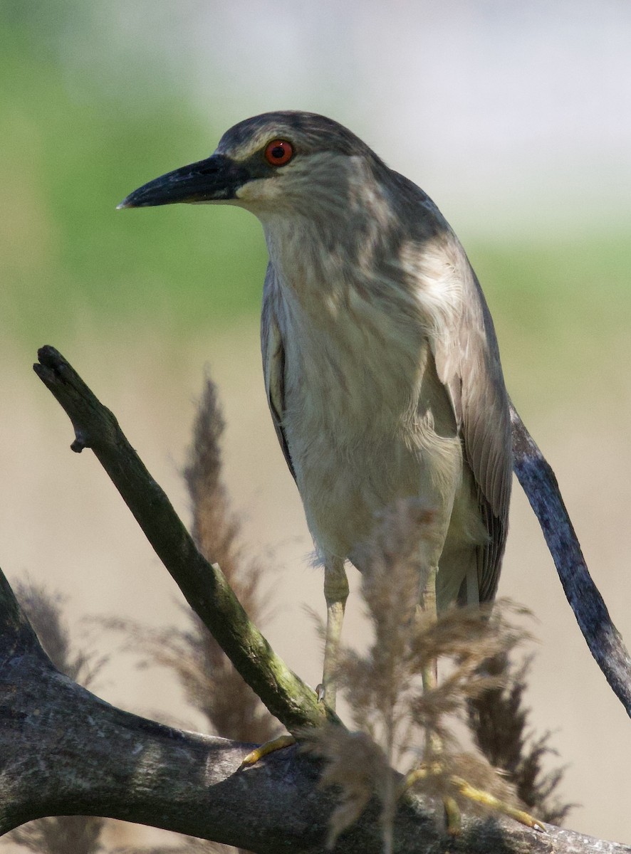 Black-crowned Night Heron - Michael Yellin