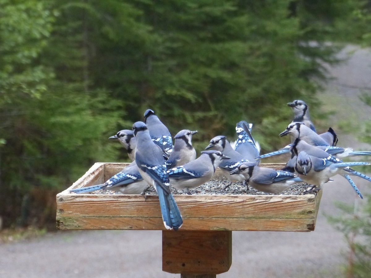 Blue Jay - Nancy Auer