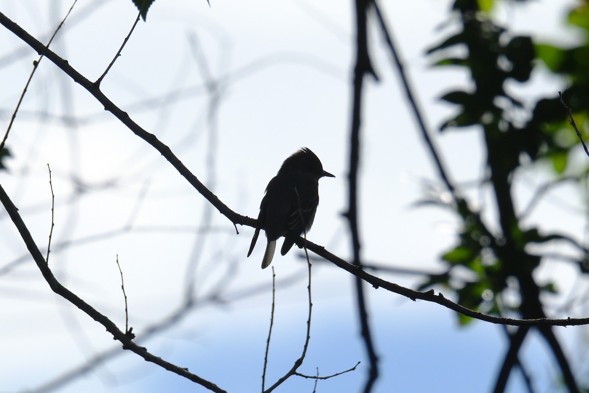 Western Wood-Pewee - Klaus Bielefeldt