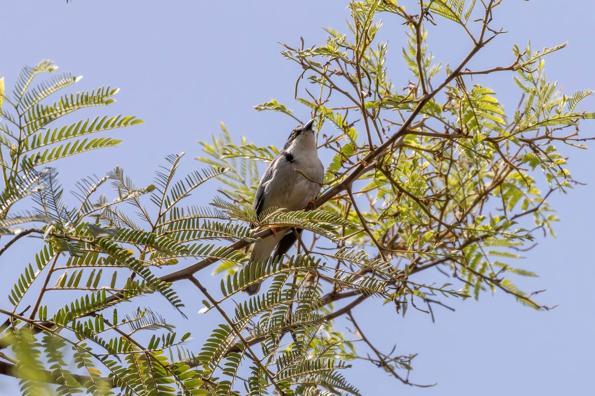 Hooded Tanager - Katia Oliveira