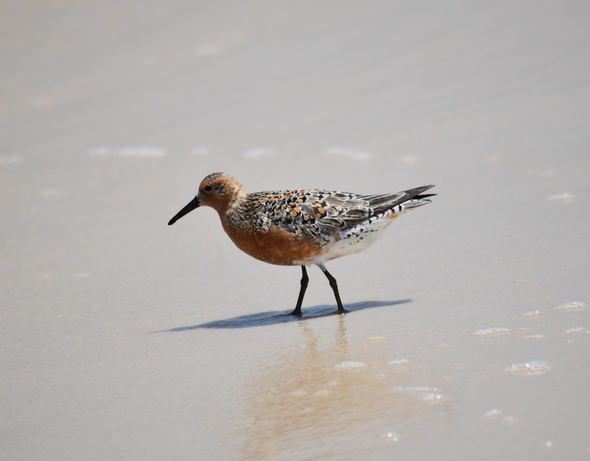 Red Knot - ML619597664
