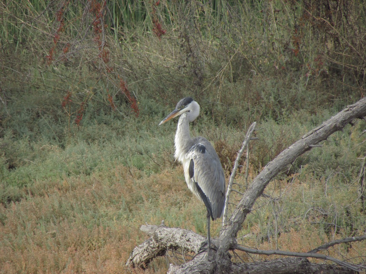 Cocoi Heron - Isidora Cáceres