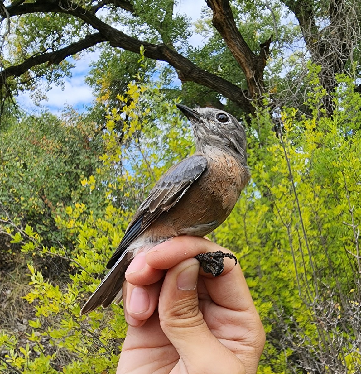 Western Bluebird - Nancy Cox