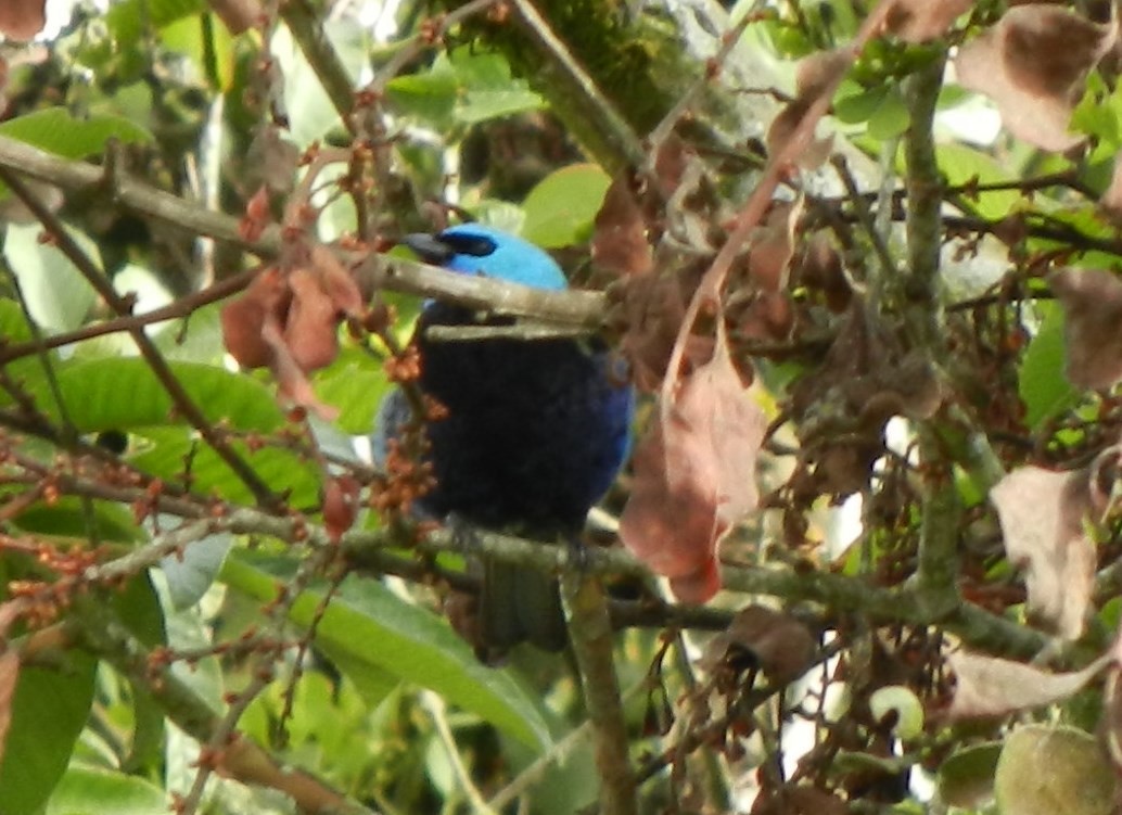 Blue-necked Tanager - ML619597673