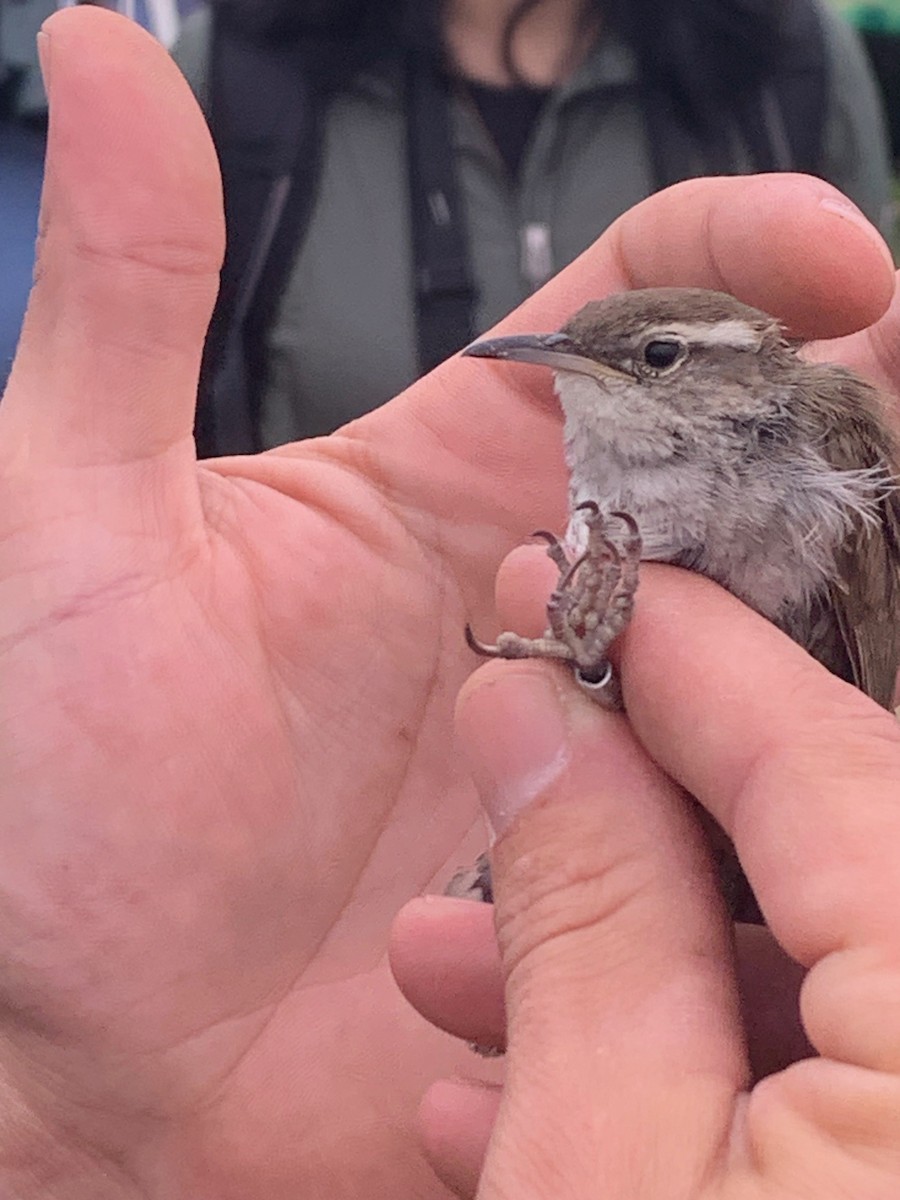 Bewick's Wren - ML619597683