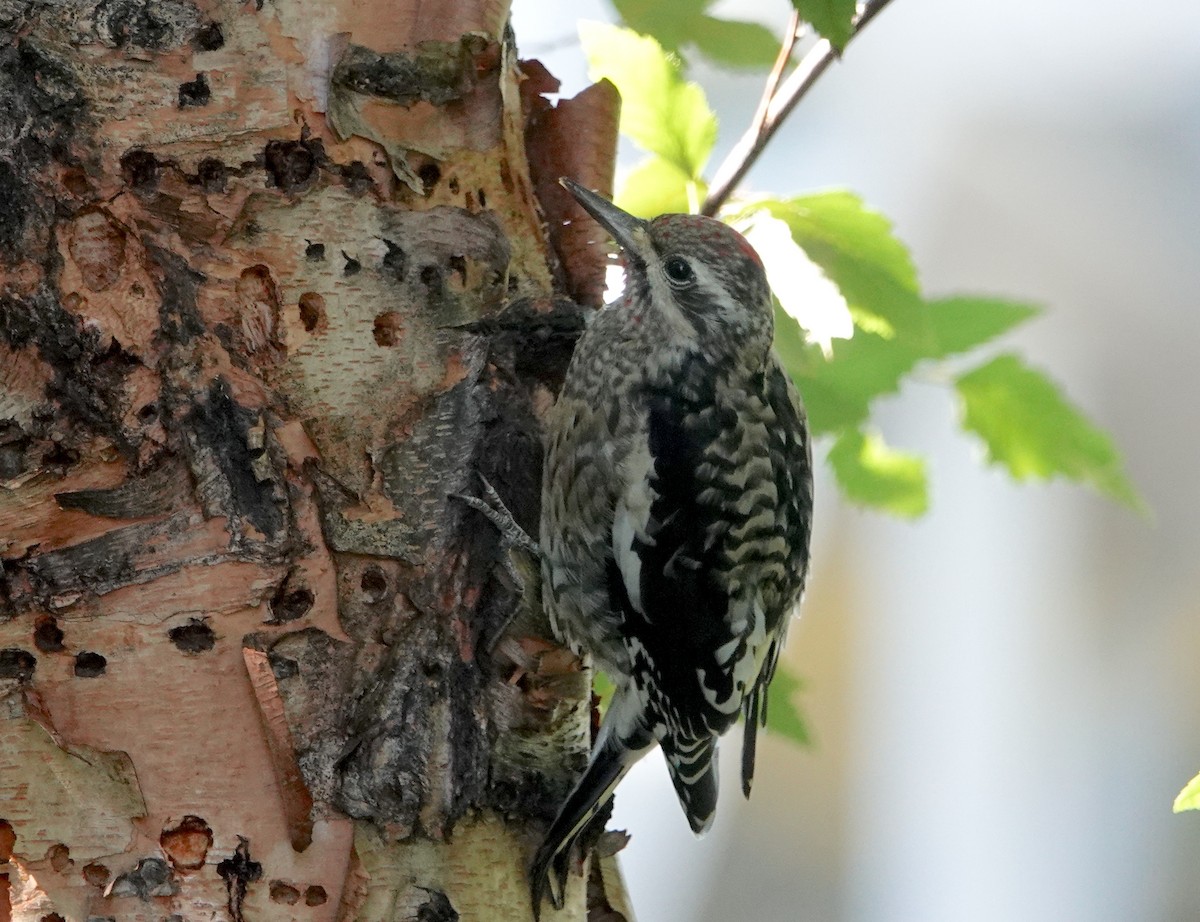 Yellow-bellied Sapsucker - Linda  LaBella