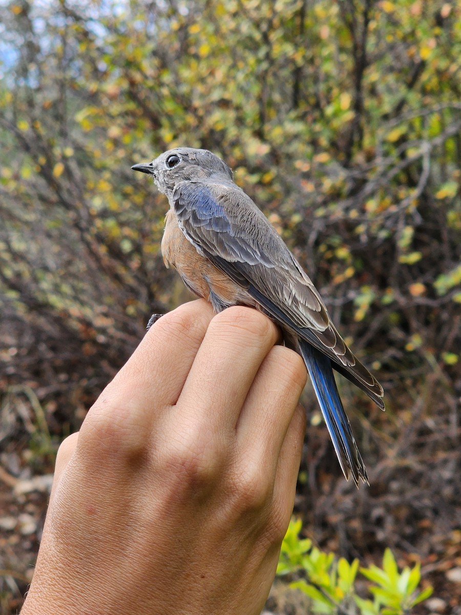 Western Bluebird - Nancy Cox