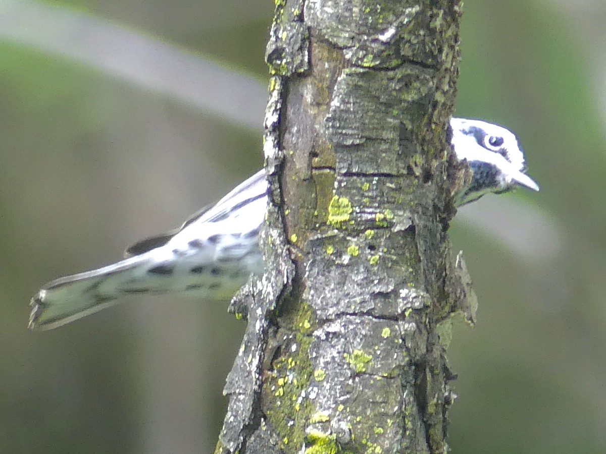 Black-and-white Warbler - Eamon Corbett