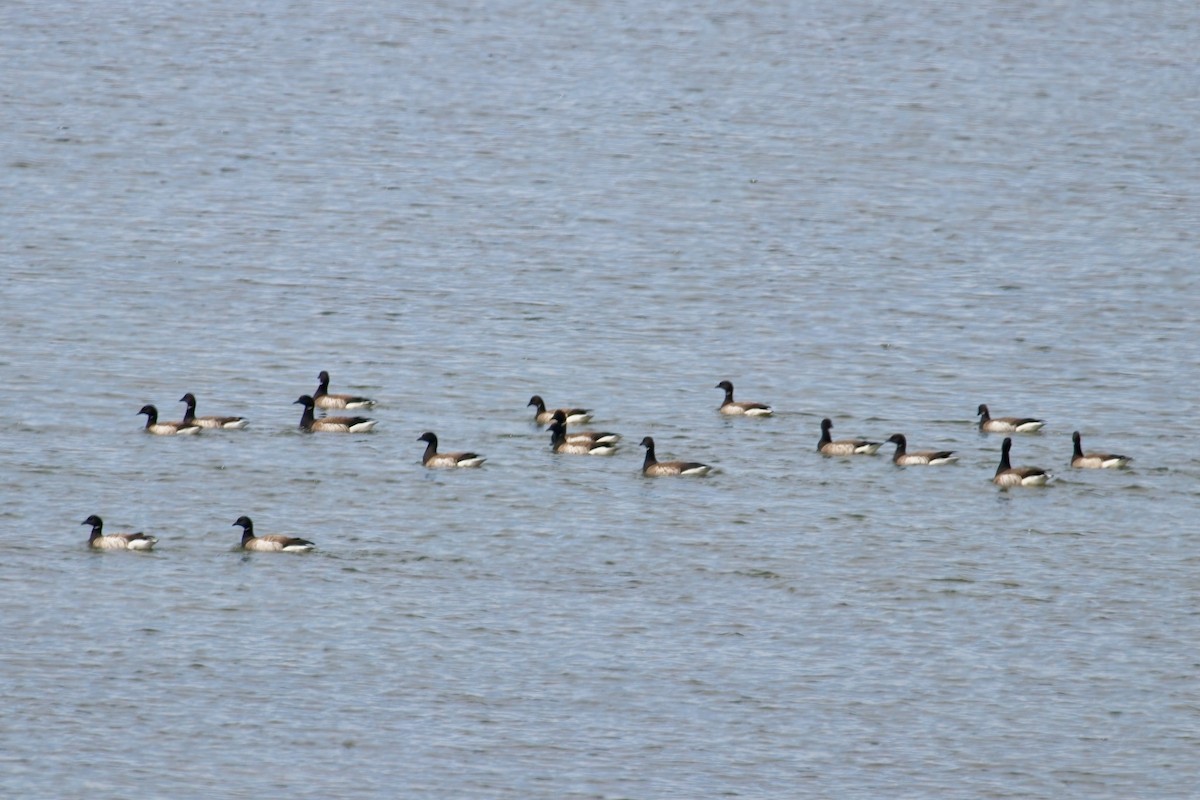 Brant - Normand Laplante