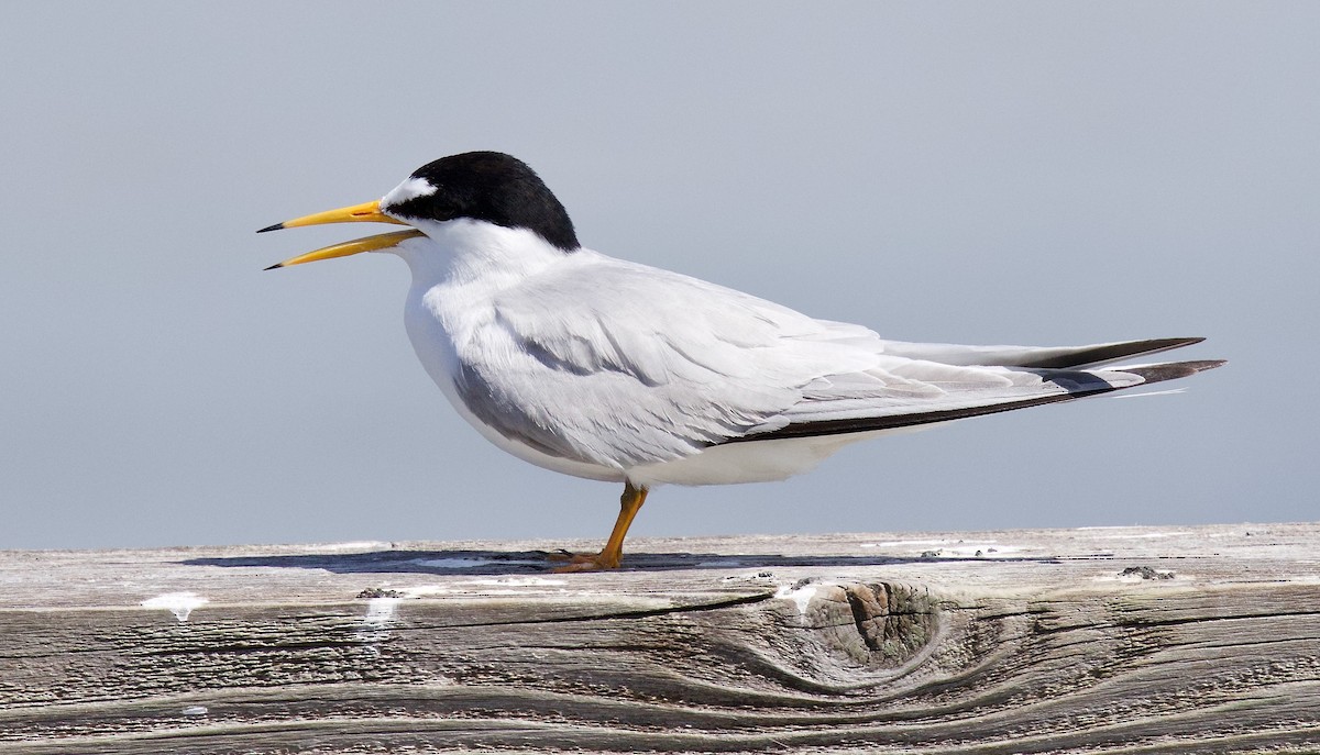 Least Tern - Michael Yellin