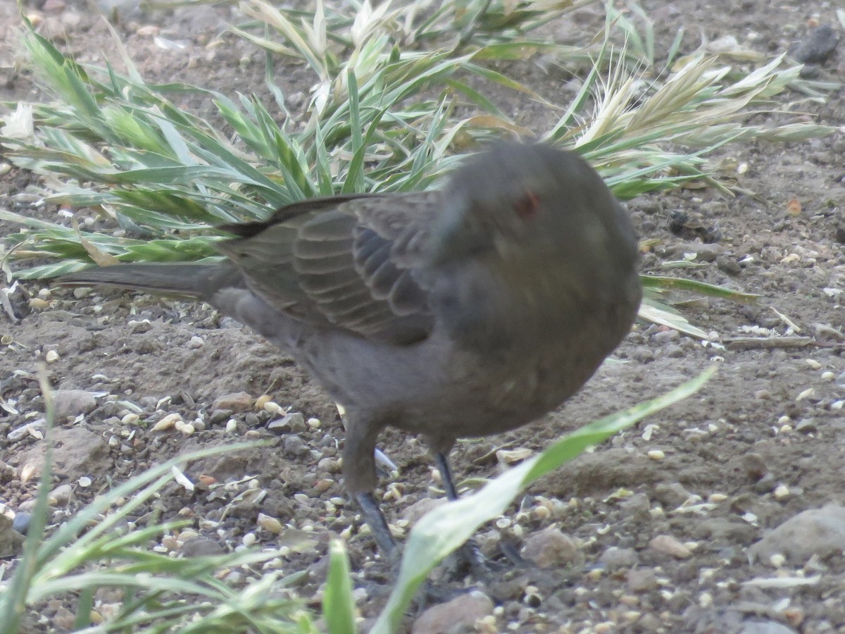 Bronzed Cowbird - Anonymous