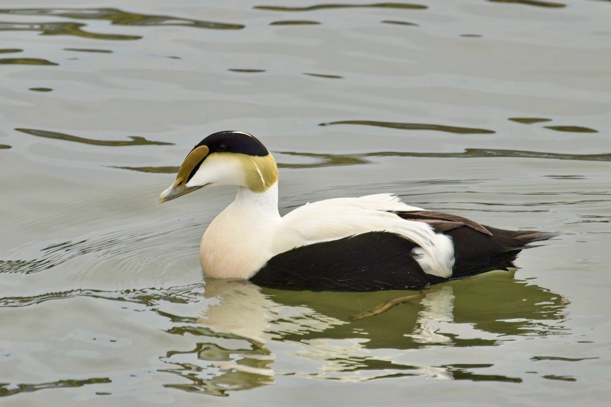 Common Eider - Normand Laplante