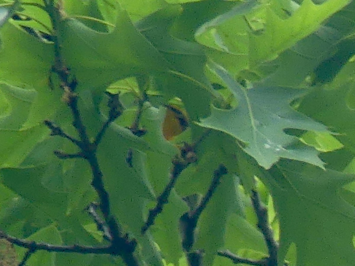 Blackburnian Warbler - Eamon Corbett