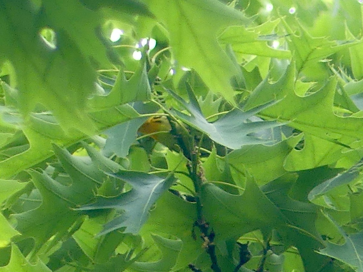 Blackburnian Warbler - Eamon Corbett