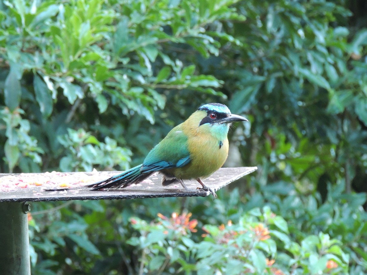 Lesson's Motmot - Roger Lambert