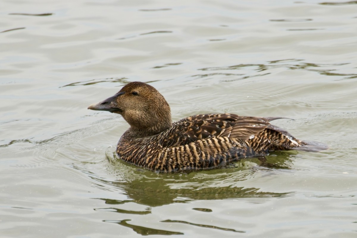 Common Eider - Normand Laplante