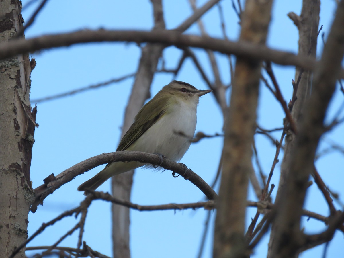 Kızıl Gözlü Vireo - ML619597715