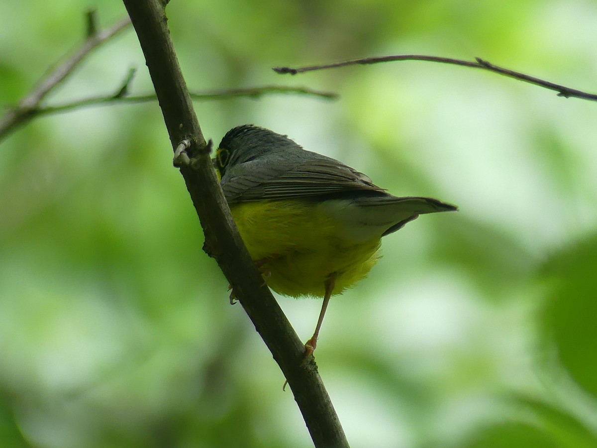 Canada Warbler - Eamon Corbett