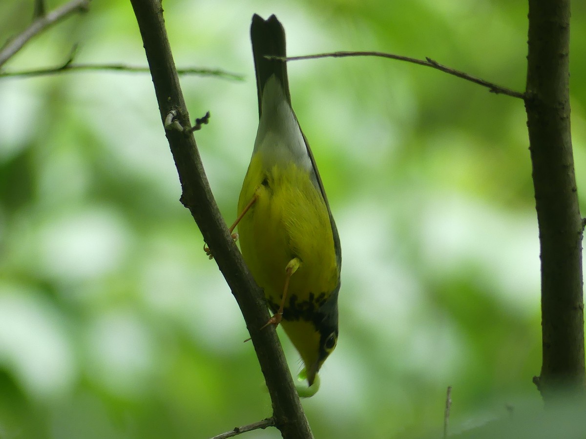 Canada Warbler - Eamon Corbett