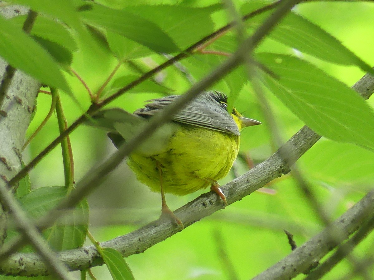 Canada Warbler - Eamon Corbett