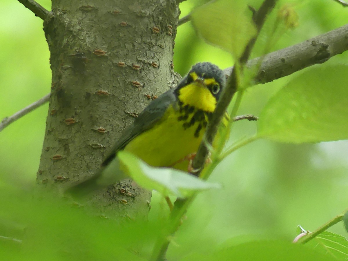 Canada Warbler - Eamon Corbett