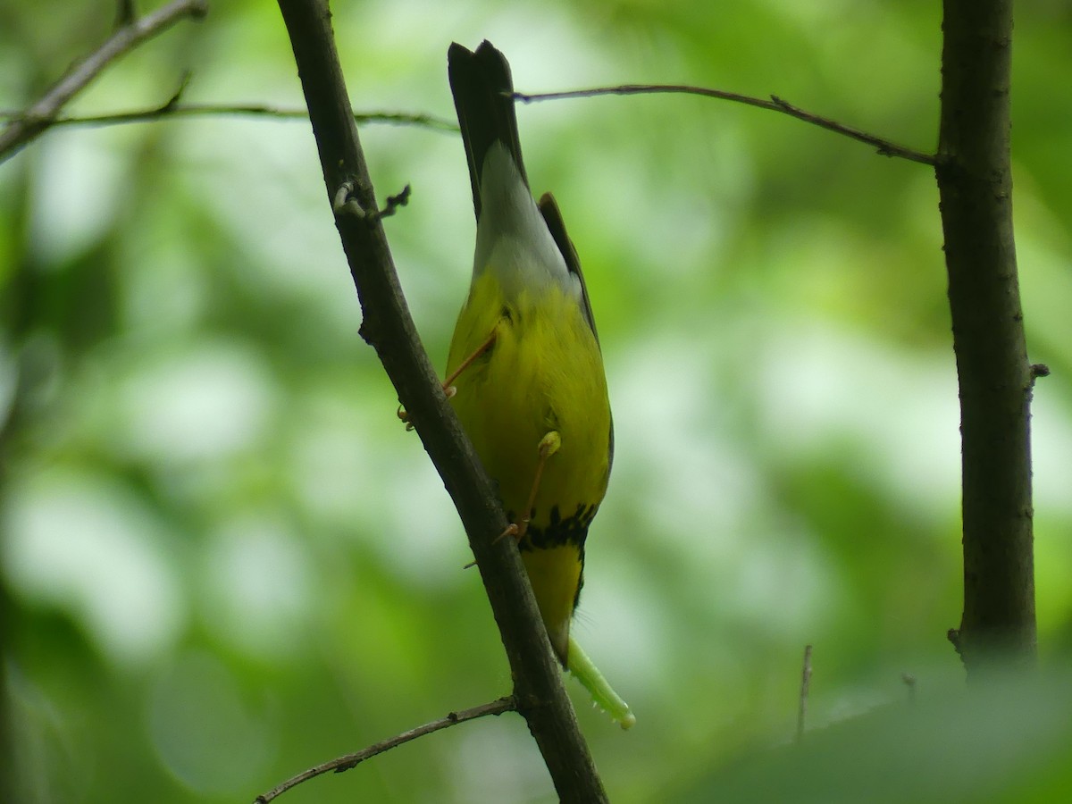 Canada Warbler - Eamon Corbett