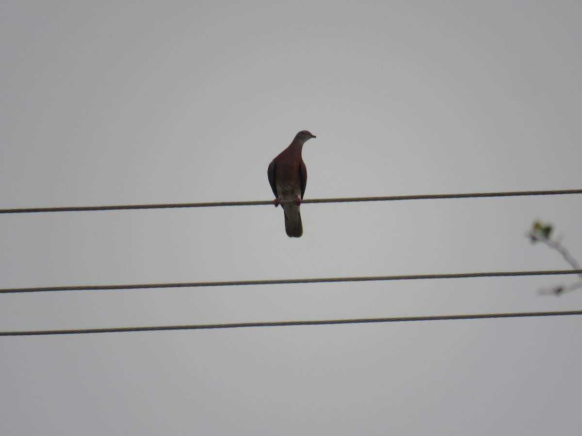 Pale-vented Pigeon - Sam Holcomb