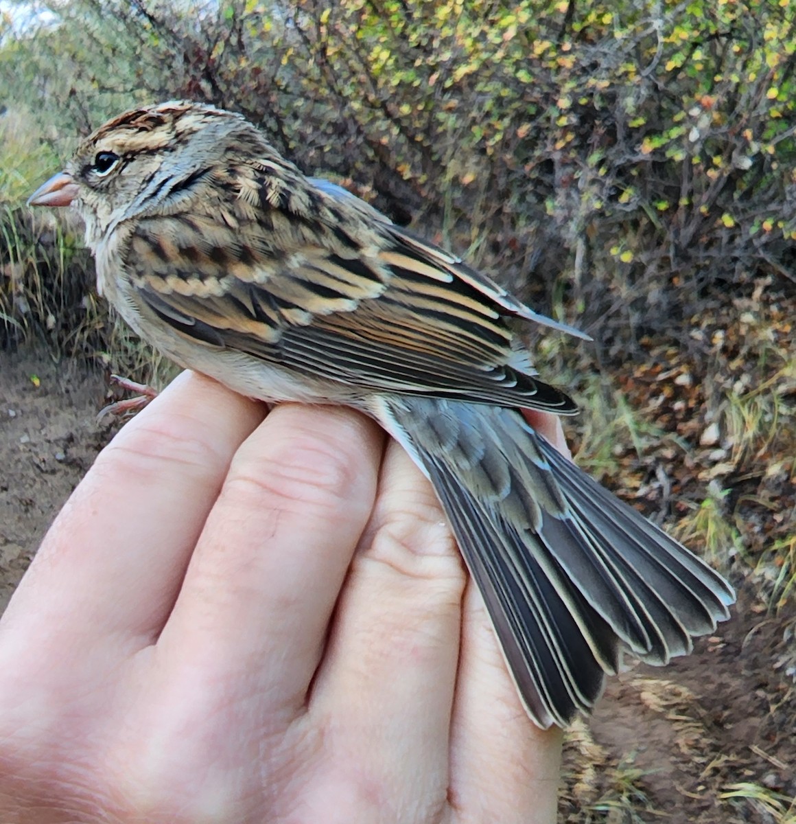 Chipping Sparrow - Nancy Cox