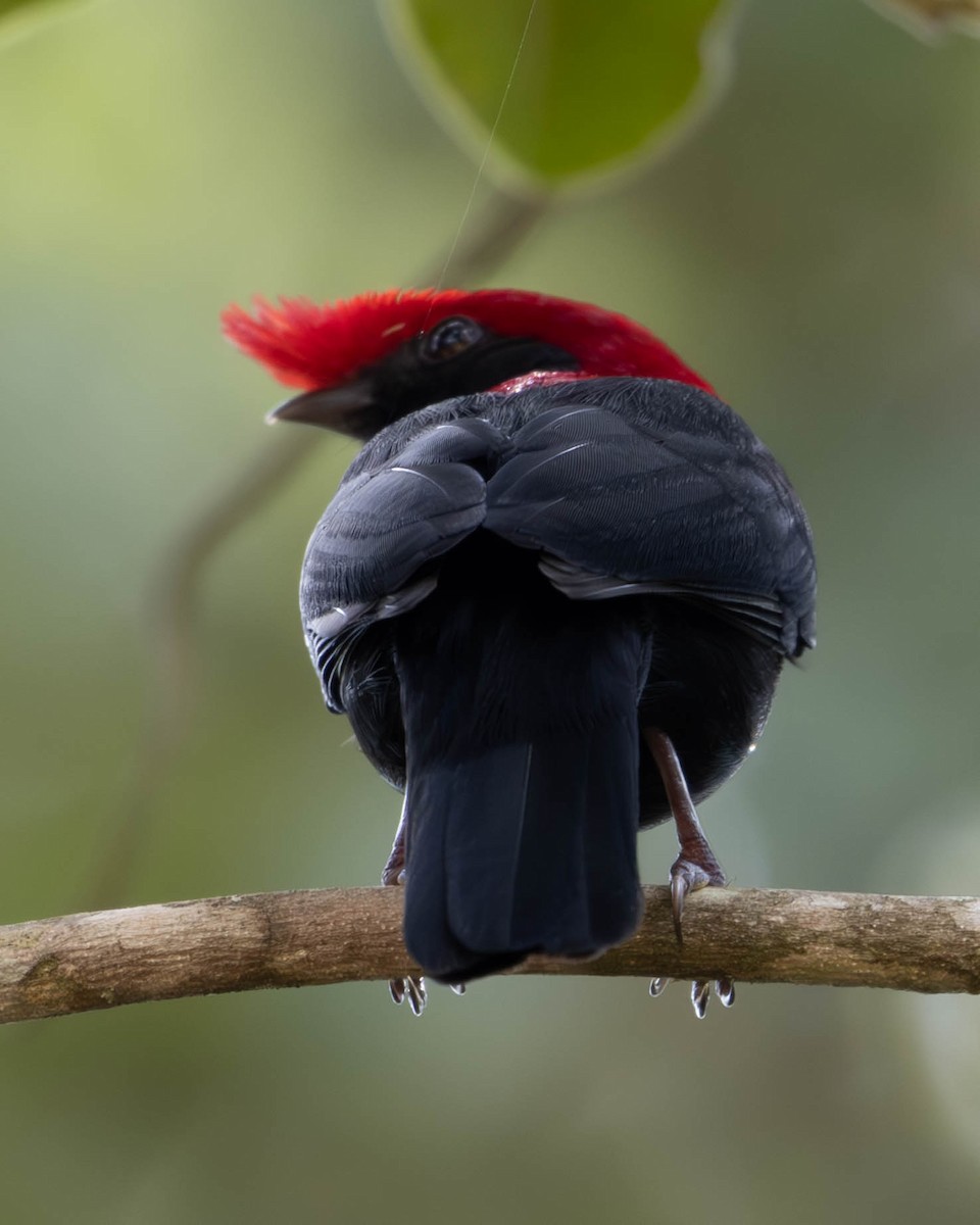 Helmeted Manakin - Katia Oliveira