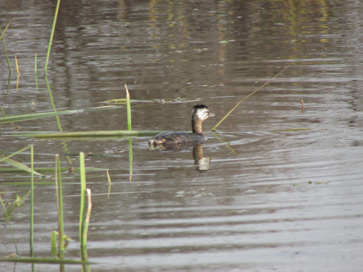 White-tufted Grebe - Isidora Cáceres