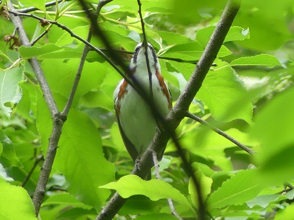 Chestnut-sided Warbler - Eamon Corbett