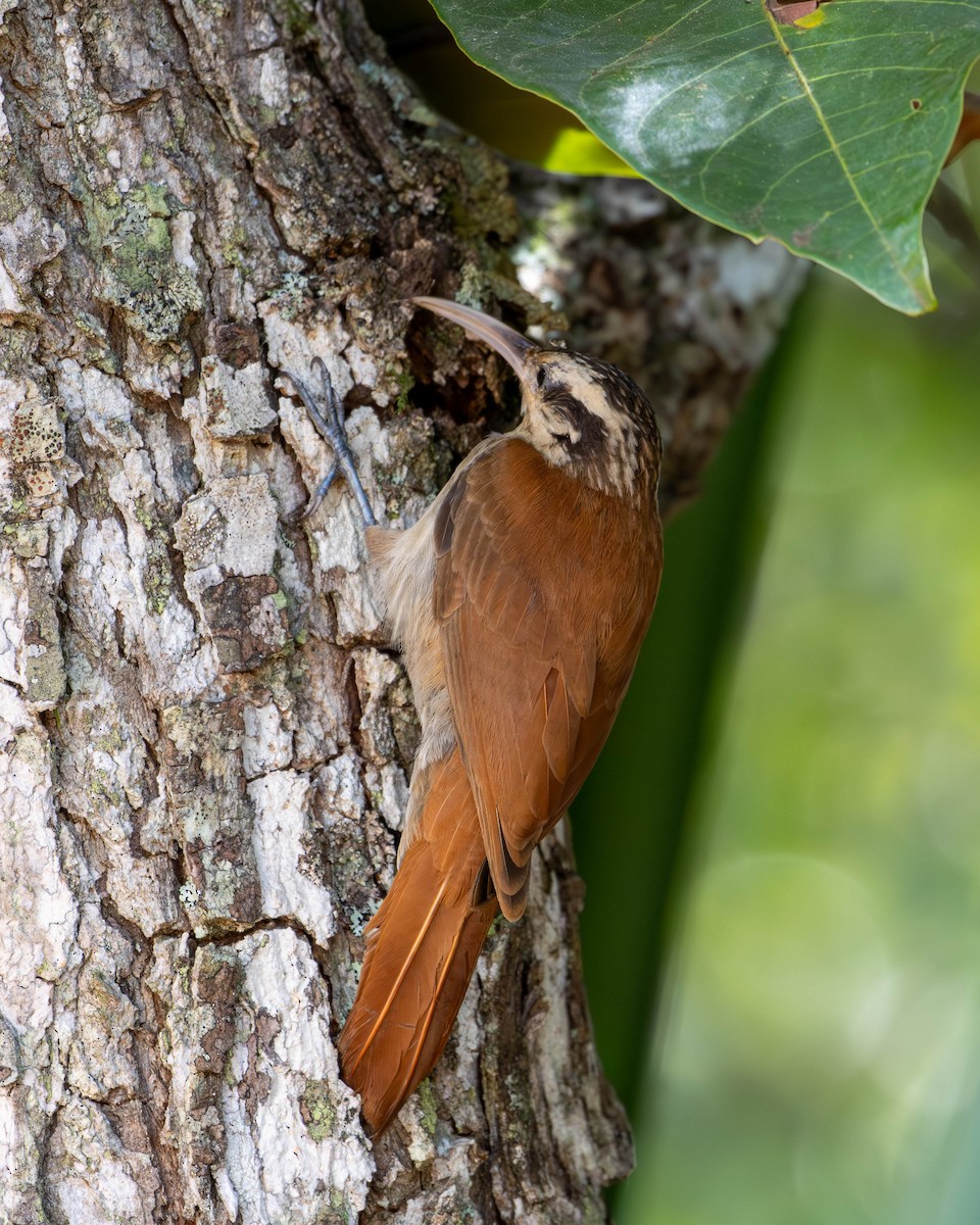 Narrow-billed Woodcreeper - ML619597746