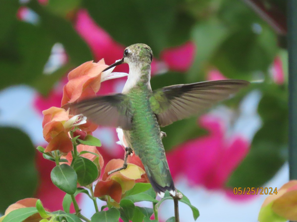 Ruby-throated Hummingbird - Susan Leake