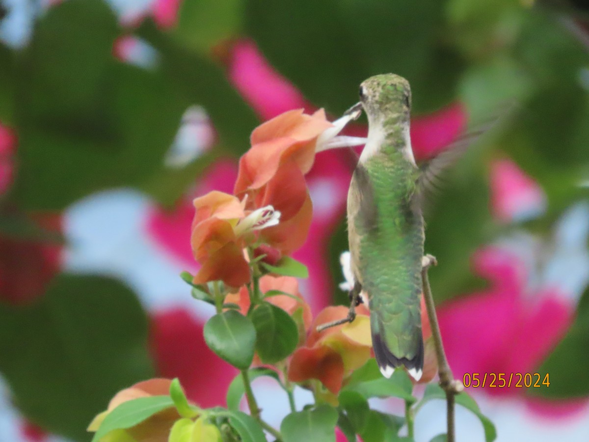 Ruby-throated Hummingbird - Susan Leake