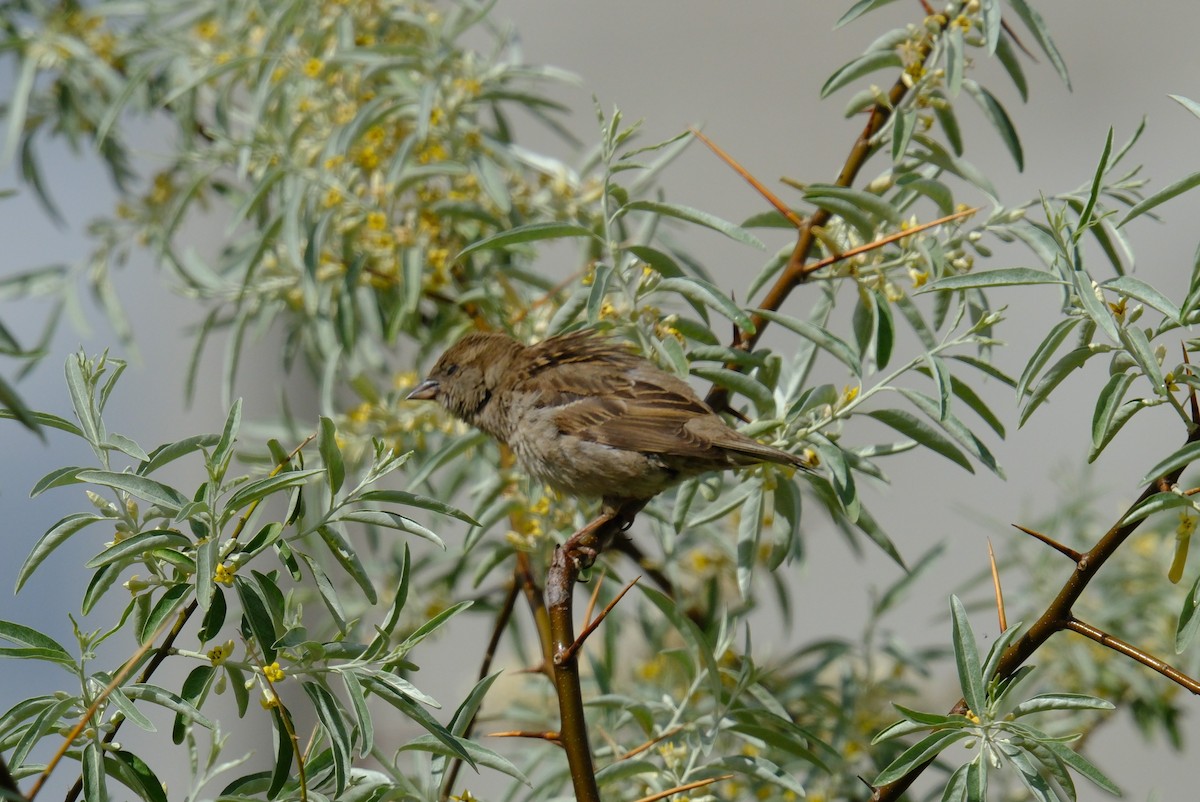 House Sparrow - Klaus Bielefeldt