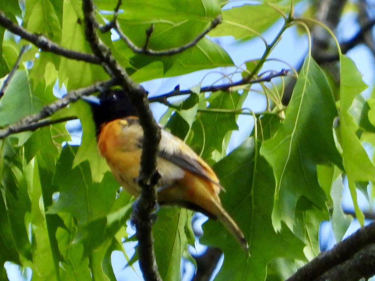 Baltimore Oriole - ML619597755